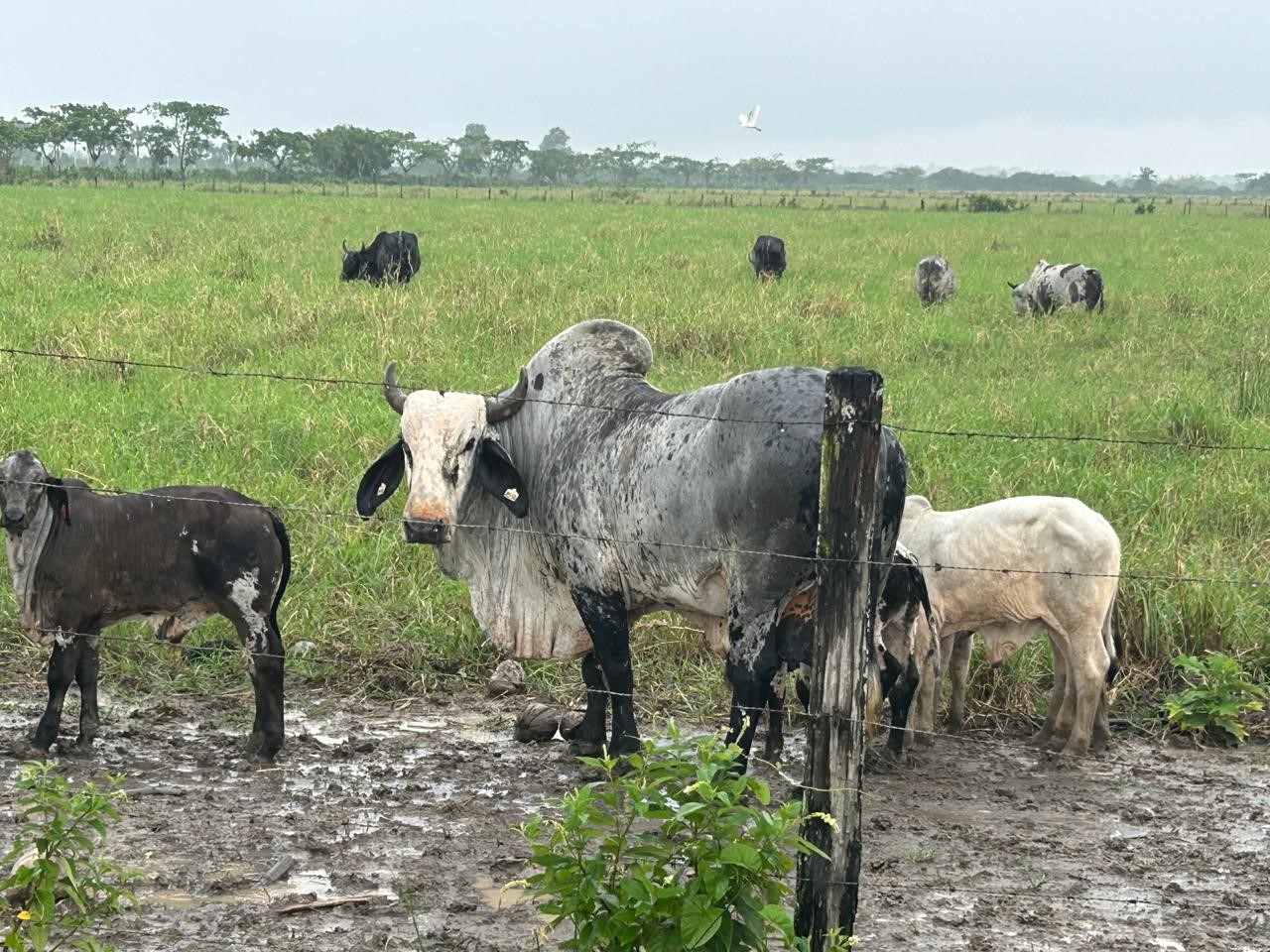Nederlandse ambassadeur bezoekt VCM Plantations in Commewijne