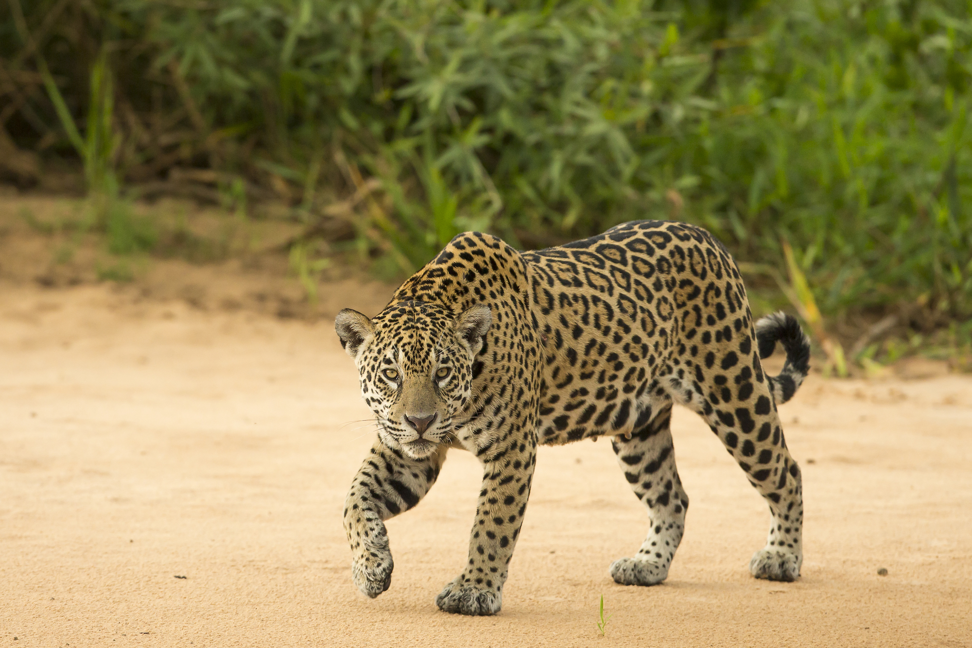 A jaguar (Panthera onca). Image by Carlos Navarro.