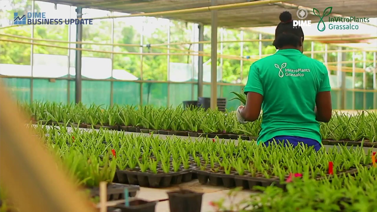 InVitroPlants Grassalco