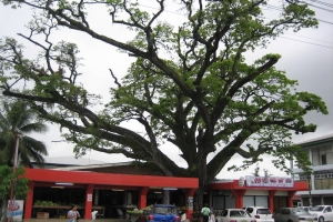 Surinaamse boom