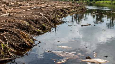 Suriname wil verdienen aan carbon credits, maar kan het milieu niet beschermen