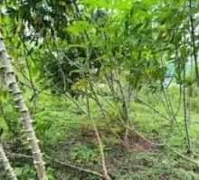 CELOS slaat alarm: snelle toename cassaveziekte vraagt onmiddellijke alertheid