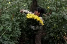 Tarieven drukken Colombiaanse bloemenindustrie