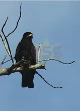 Column: Waar aasgieren regeren en reigers waken