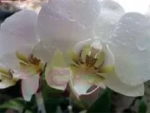 Kind (4) komt om bij felle woningbrand in Klaaskreek