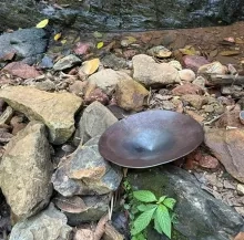 Toerismesector slaat wederom alarm: Goudwinning bedreigt voortbestaan Brownsberg Natuurpark