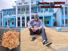 Embedded thumbnail for Rijstbedrijf RAMADIEN geeft aan dat de padie 90% uit roderijst (lallia) bestond