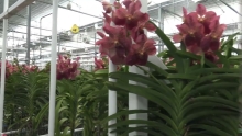 Embedded thumbnail for Regionieuws TV - Glastuinbouw in nood - Tuinbouw roept Jetten op tot verduurzamen glastuinbouw