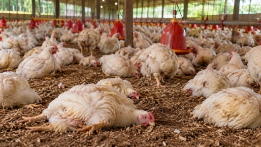 Pluimveehouder betwist vogelgriepdiagnose na dood 3500 kippen en schakelt advocaat in