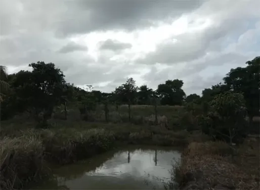 Nieuwe wet moet Surinaams natuurbeheer moderniseren