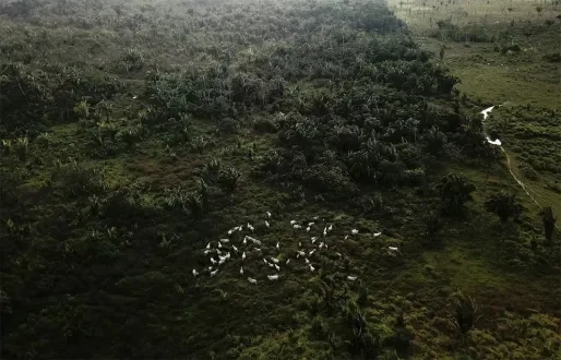 Veranderende consumptiegewoonten in China kunnen Amazone-regenwoud beschermen