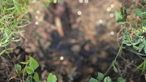 Lichaam in verregaande staat van ontbinding aangetroffen in Klaaskreek