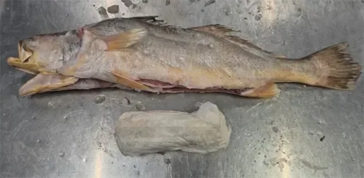 Politie Nederland: ruim 300 kilo cocaïne aangetroffen in bevroren vis uit Suriname