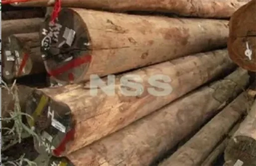 Dossier houtexport  3: Waarom het vonnis in houtdossier ernstige vragen oproept...