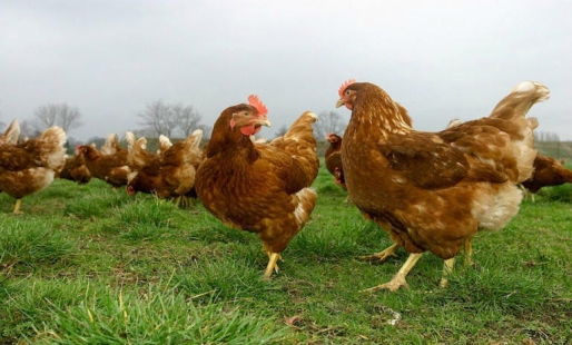 © 'Vrije uitloop kippen', Tom Schotman Keratine uit kippenveren basis voor biostimulant © 'Vrije uitloop kippen', Tom Schotman Keratine uit kippenveren basis voor biostimulant