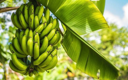 Bananendief op heterdaad betrapt en aangehouden