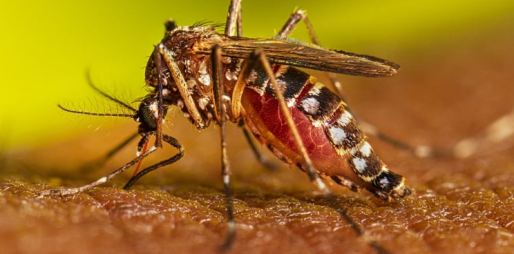 Deze afbeelding toont een volwassen vrouwelijke Aedes aegypti-mug die zich voedt met een mens met een donkerdere huidskleur. Deze afbeelding toont een volwassen vrouwelijke Aedes aegypti-mug die zich voedt met een mens met een donkerdere huidskleur.