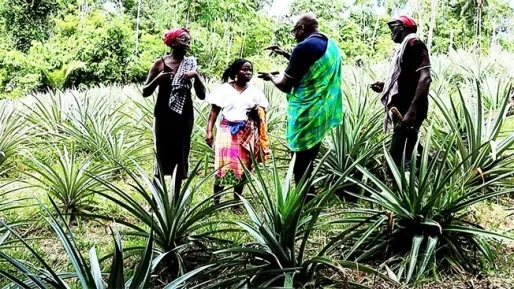Boeren in het binnenland houden vol ondanks vele uitdagingen