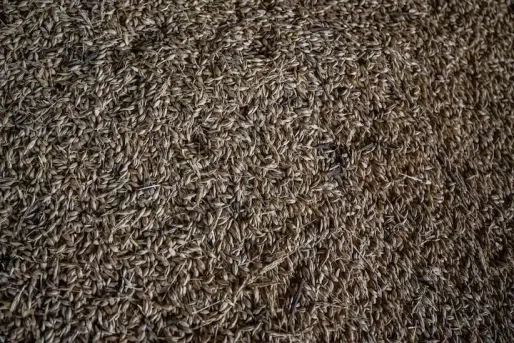 Ernstige vorst bedreigt Oekraïense wintergewassen