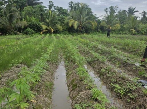 Politie van Guyana vernietigt ongeveer 5.000 marihuanaplanten