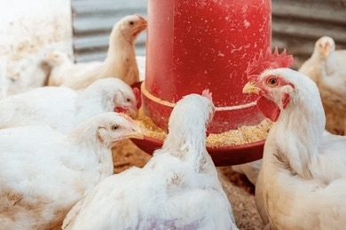 Vogelgriep treft pluimveebedrijf in Paramaribo: meer dan 5000 kippen gestorven