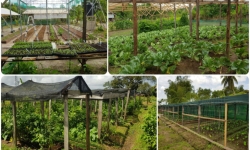 landbouw - veeteelt als de vis sector suriname landbouw - veeteelt als de vis sector suriname